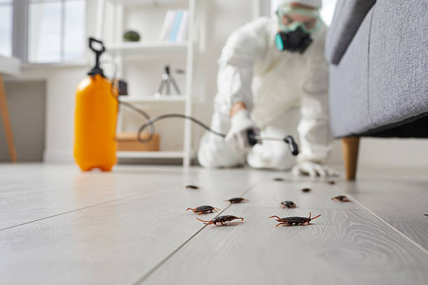 Affordable Termite Control solutions in Monette, AR